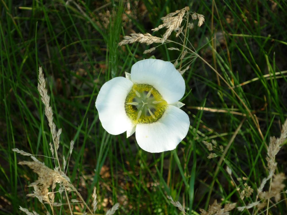 White Flower - Jul 14