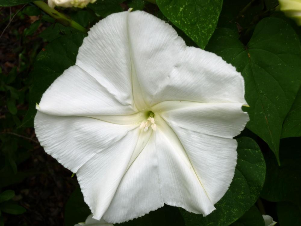 moonflower - May 2015