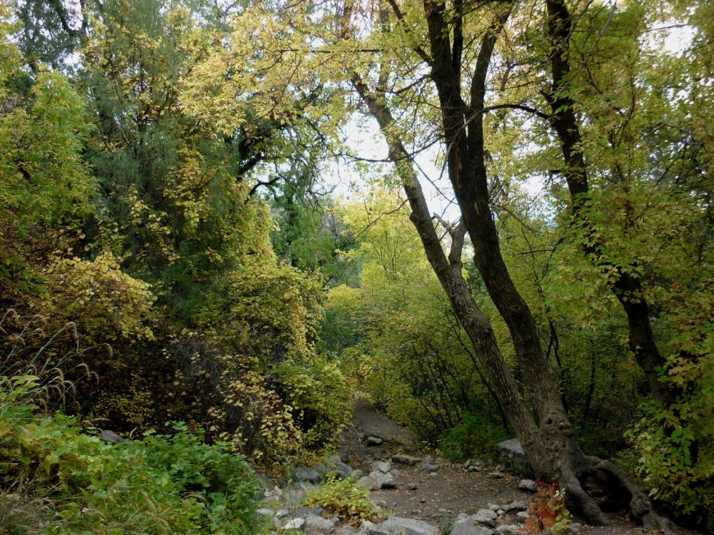 Fall Foliage - Five Hills of Death - Albuquerque NM - October 2015